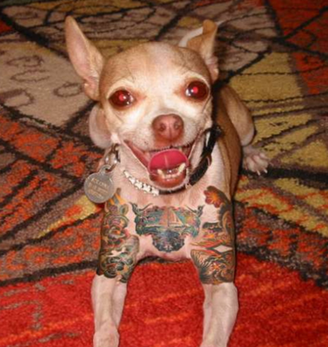 Haustier-Tattoos, Haustier-Tattoo-Ideen, Hunde-Tattoo, Katzen-Tattoo, Haustier-Piercings, Tätowieren von Haustieren, Tierrechtsgesetze, Tattoo-Gesetze, New Yorker Tattoo-Gesetze, New York verbietet Haustier-Tätowierungen, PETA, Ernesto Rodriguez, The National Dog Registry, Tierheim-Tätowierungen, Tierarzt Tattoos Haustiere, Tierheim Tattoos Haustiere, Mistah Metro, Linda Rosenthal, Andrew Cuomo, Tinted Mag