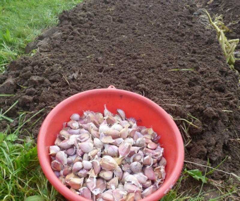 cómo preparar el ajo para plantar