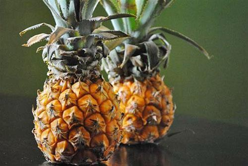 Variété d'ananas Pernambuco