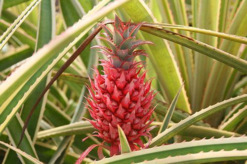 Ananas comosus var. bractéatus