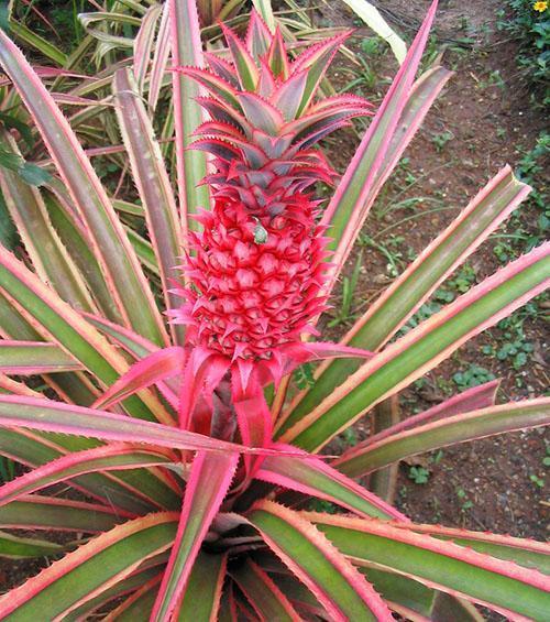 Ananas rouge