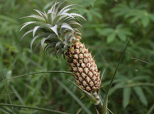 Ananas comosus var. ananassoïdes