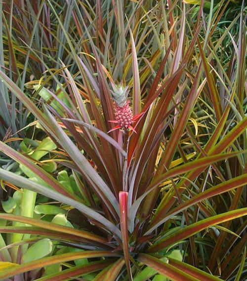 Ananas ornementaux des variétés erectifolius et parguazensis