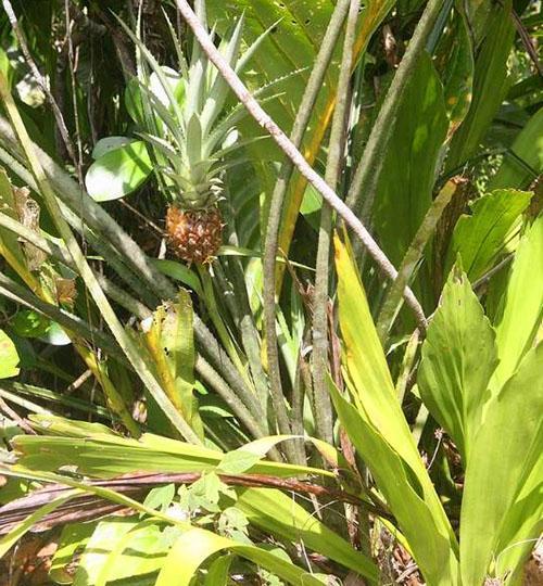 Variétés d'ananas 