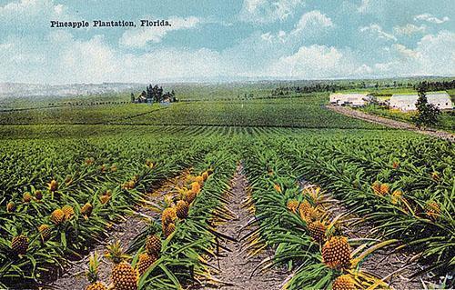 Plantation d'ananas en Floride