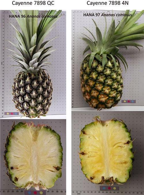 Groupe de variétés d'ananas 