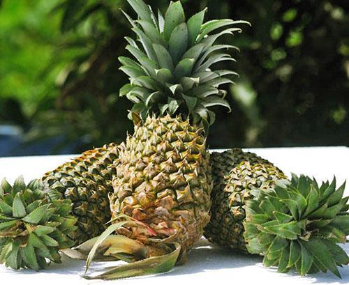 Variétés d'ananas MD-2