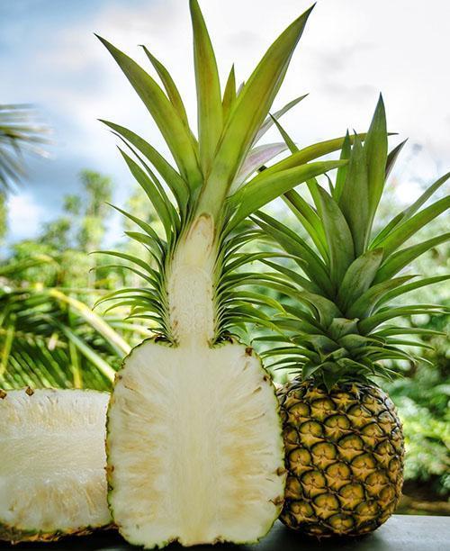 Variété d'ananas Kew