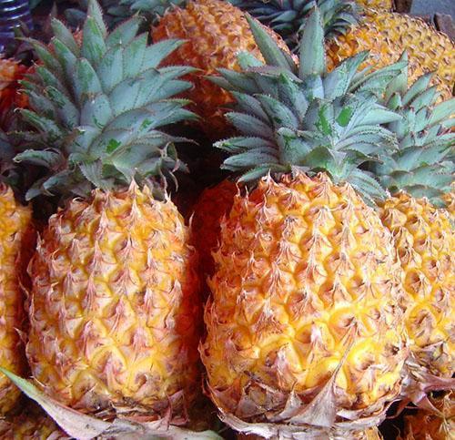 Groupe de variétés d'ananas 