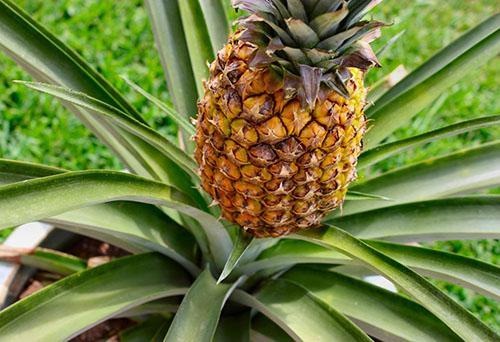 Une plante appartenant au genre Ananas comosus var. comosus