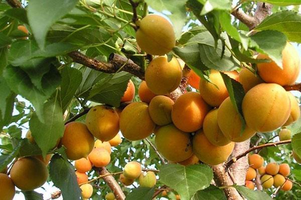 tiempo de maduración de la variedad Éxito