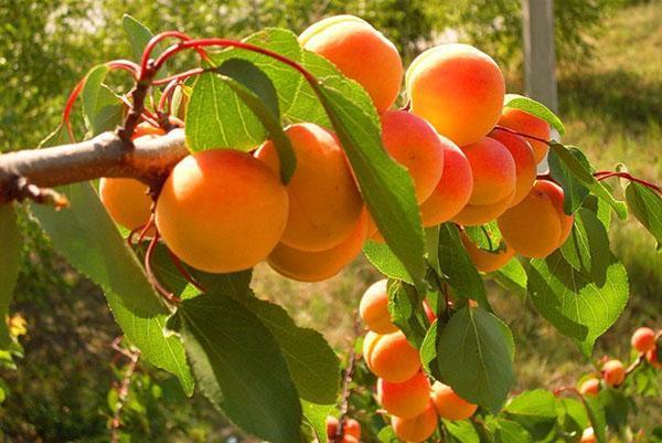 hermosas frutas jugosas