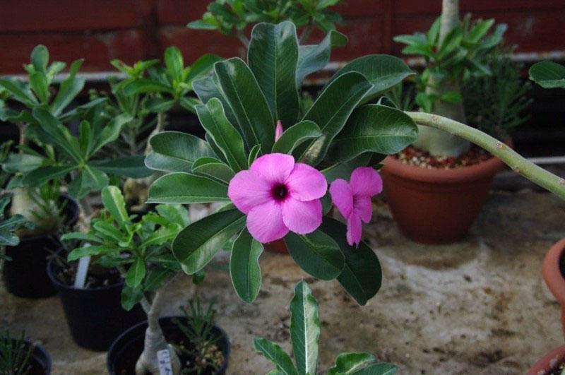 Adénium de Bohman (Adenium boehmianum)