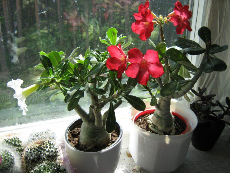 soins à domicile adenium