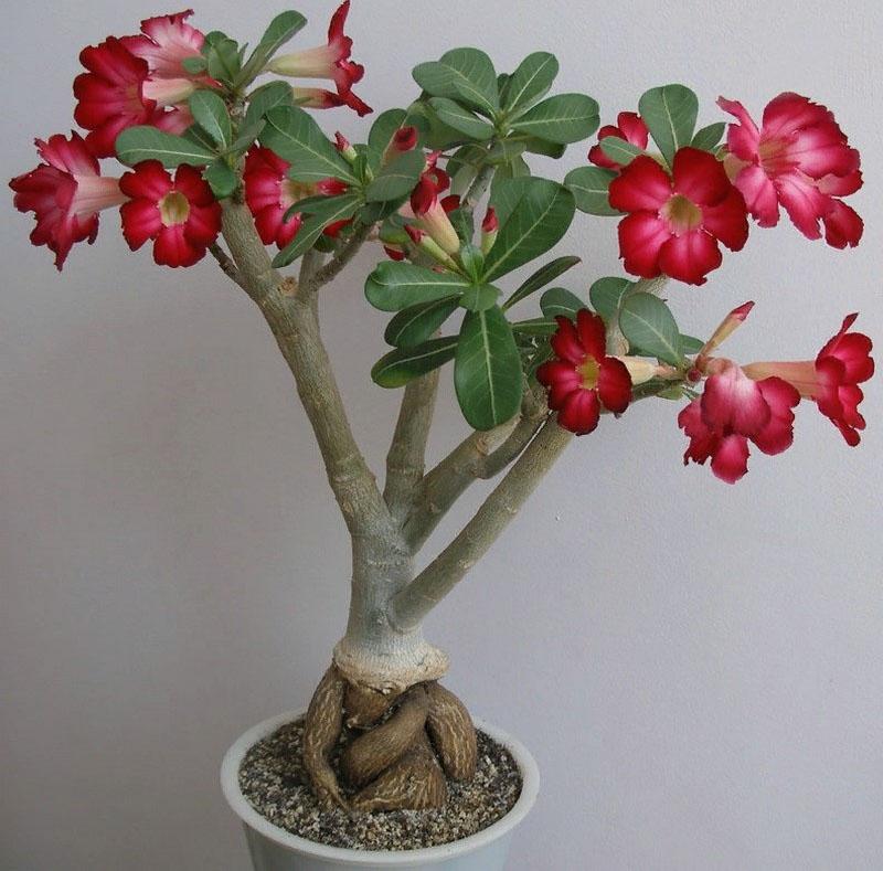 belle adenium à la maison