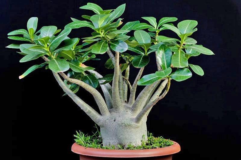 Adenium socotranum