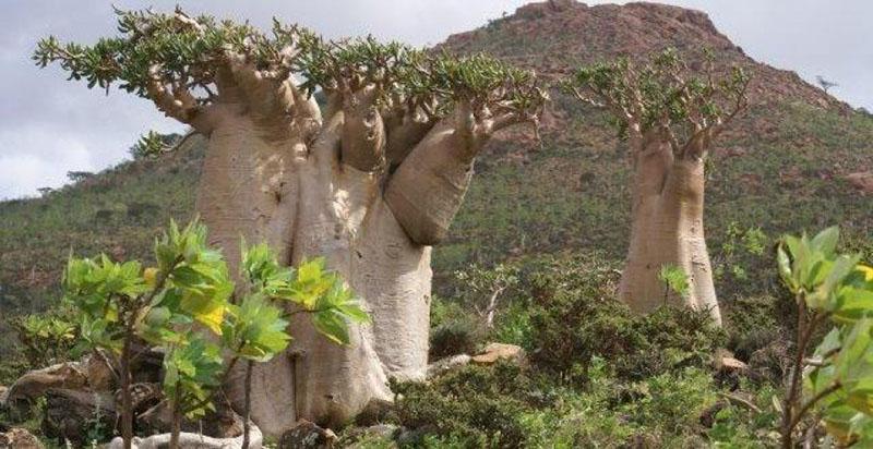 adénium arabe dans la nature