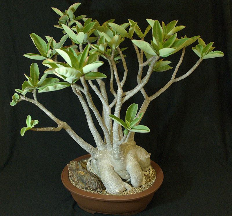 Adenium arabe (Adenium arabicum)