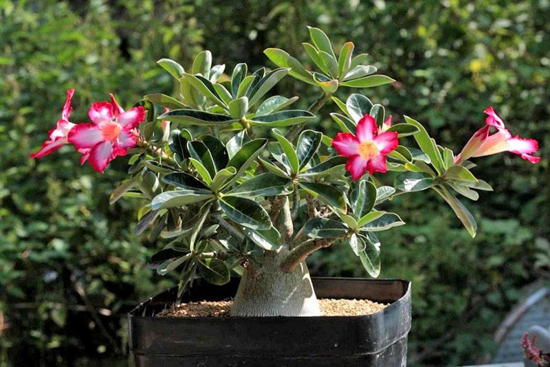 Rose du désert (Adenium Rose du désert)