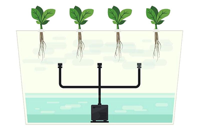 cultivo de plantas sin suelo