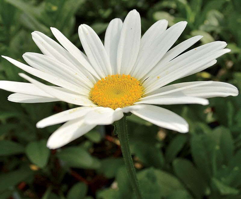 grande fleur de leucanthème