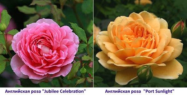 Rose anglaise & quot; Port Sunlight & quot;