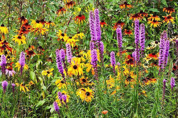 augusta fragancia de un jardín de flores