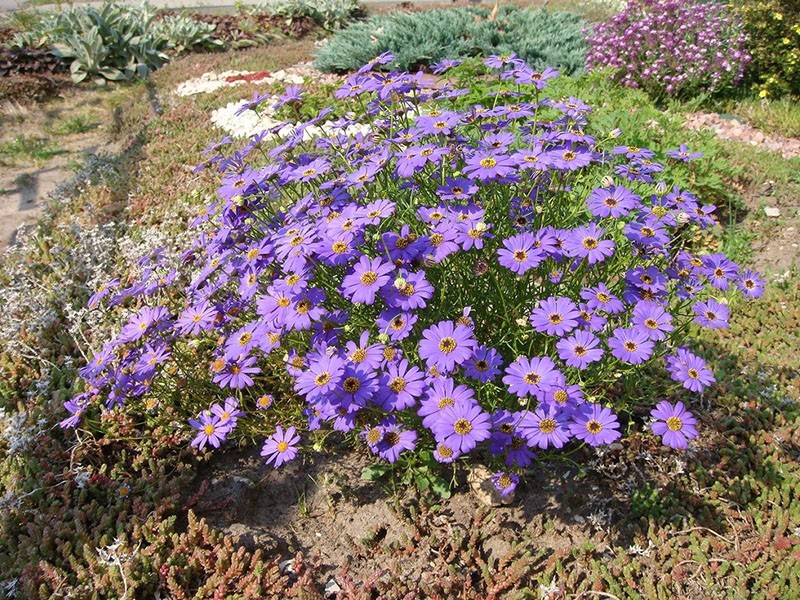 Brachycoma Iberis-leaved dans un parterre de fleurs