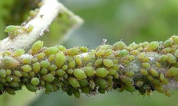 Colonia de pulgones en una pera