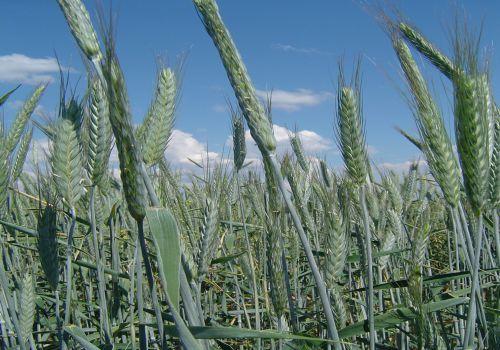 cultivos de triticale