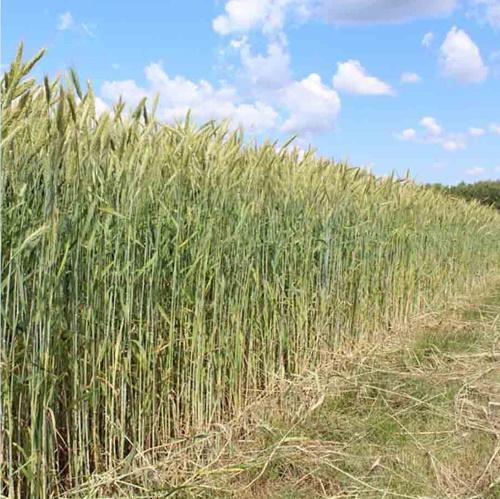 características biológicas de los cultivos de invierno triticale