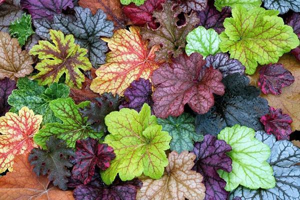 Feuilles d'Heuchère de différentes variétés