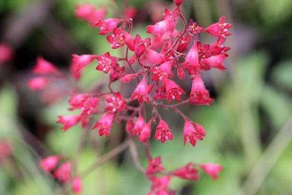 fleurs de heychera rose