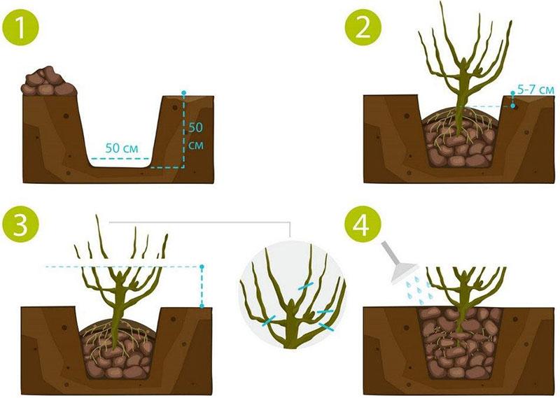 reglas para plantar plántulas de grosella de la variedad Yadrenaya