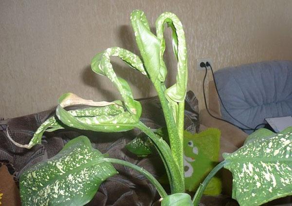 maladie de dieffenbachia