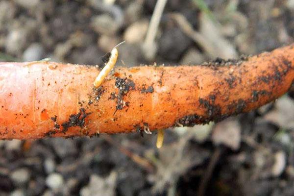 daño a las zanahorias