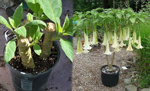 esquejes de brugmansia