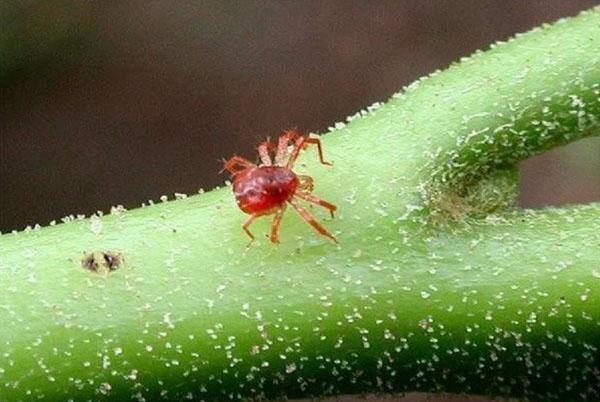 comida de araña roja