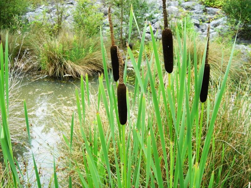 plante quenouille sur l'étang