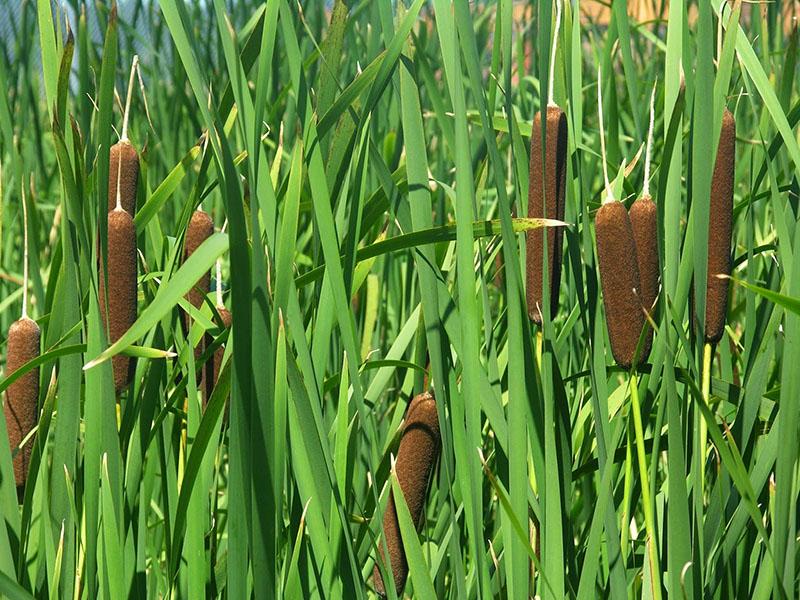 plante à feuilles larges quenouille