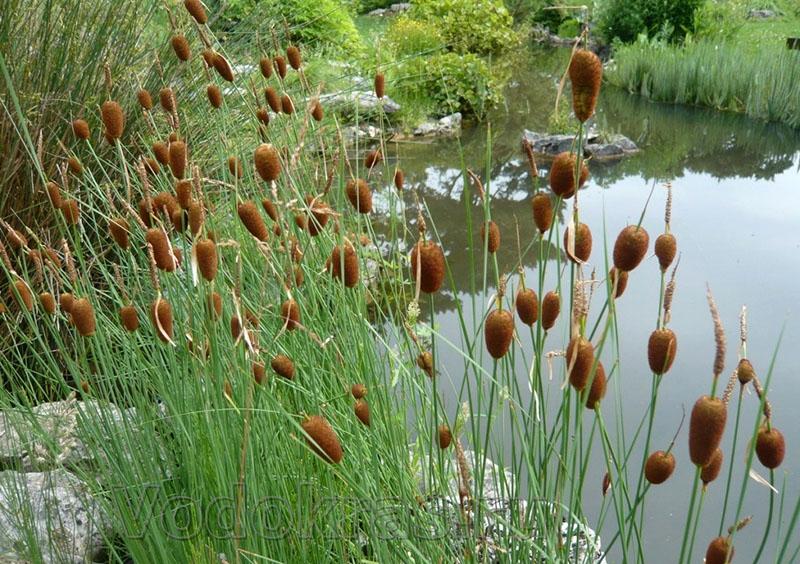 plante quenouille petite