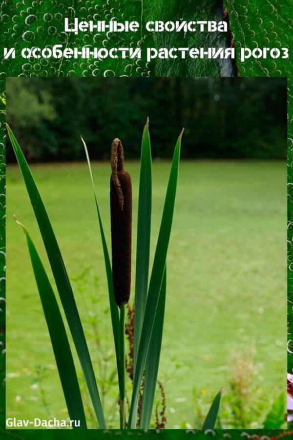 plante de quenouille