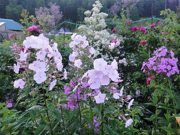 phlox dans le jardin