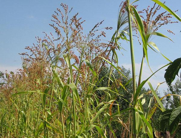 agrotechnologie du balai de sorgho