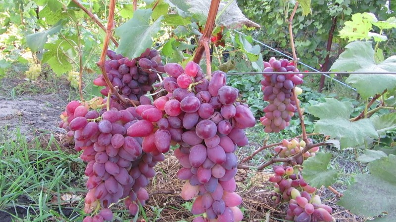 Pros y contras de las uvas Romeo