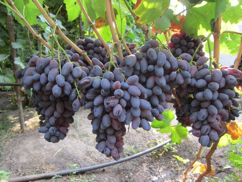 variedad de uva romeo