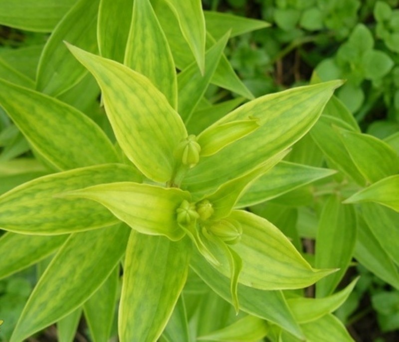 chlorose ferrique dans les lys