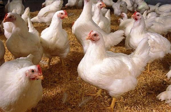 Los pollos de engorde se pueden cortar