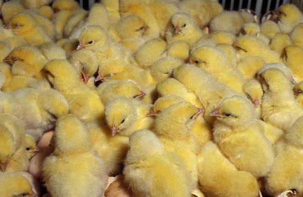 Pollos de engorde
