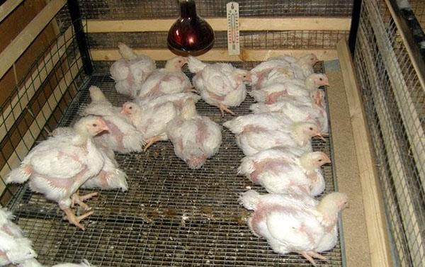 Pollos de engorde crecidos en una jaula
